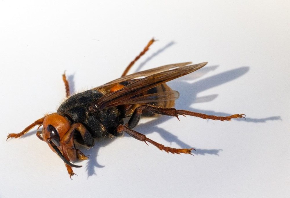 ABD'de "katil eşek arısı" endişesi sürüyor: Uzun ve zehirli bir iğneye sahip - 4