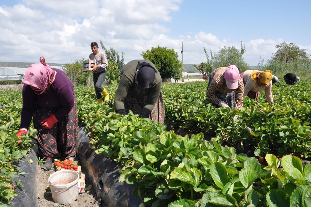 Tarlada kilosu 75 lira: Mersin'den dünyaya yayılıyor - 2