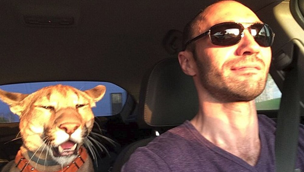 Kedi yerine puma sahiplendiler (Dünyadaki ilk evcil puma Messi
