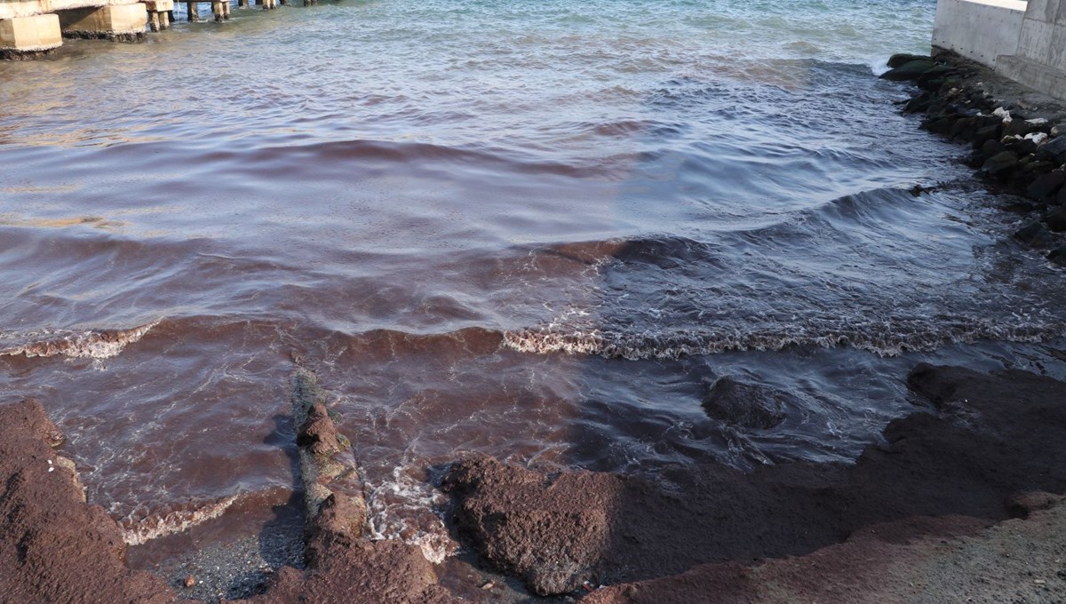 Tekirdağ'da sahil kırmızı yosunla kaplandı!