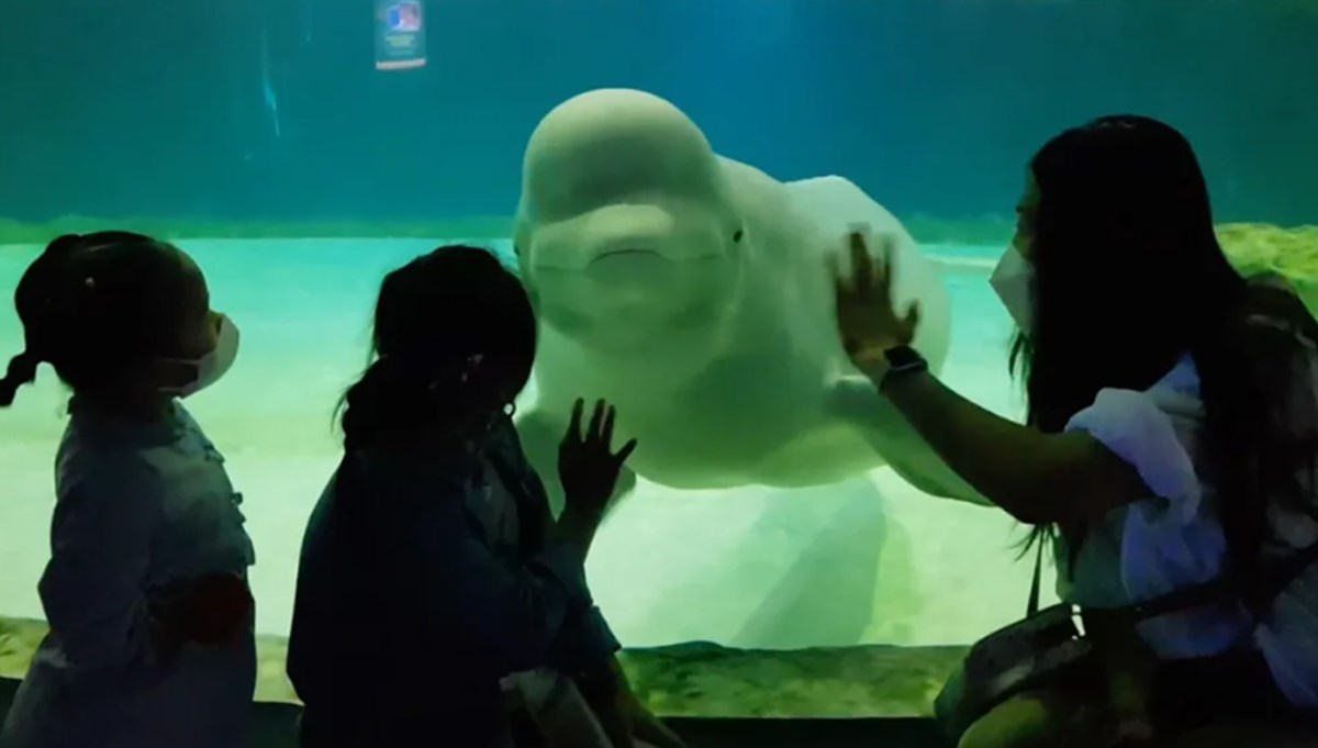 Güney Kore'deki akvaryumda hapis: Beluga cinsi balinanın serbest kalması için mücadele devam ediyor Güney Kore'deki akvaryumda hapis: Beluga cinsi balinanın serbest kalması için mücadele devam ediyor