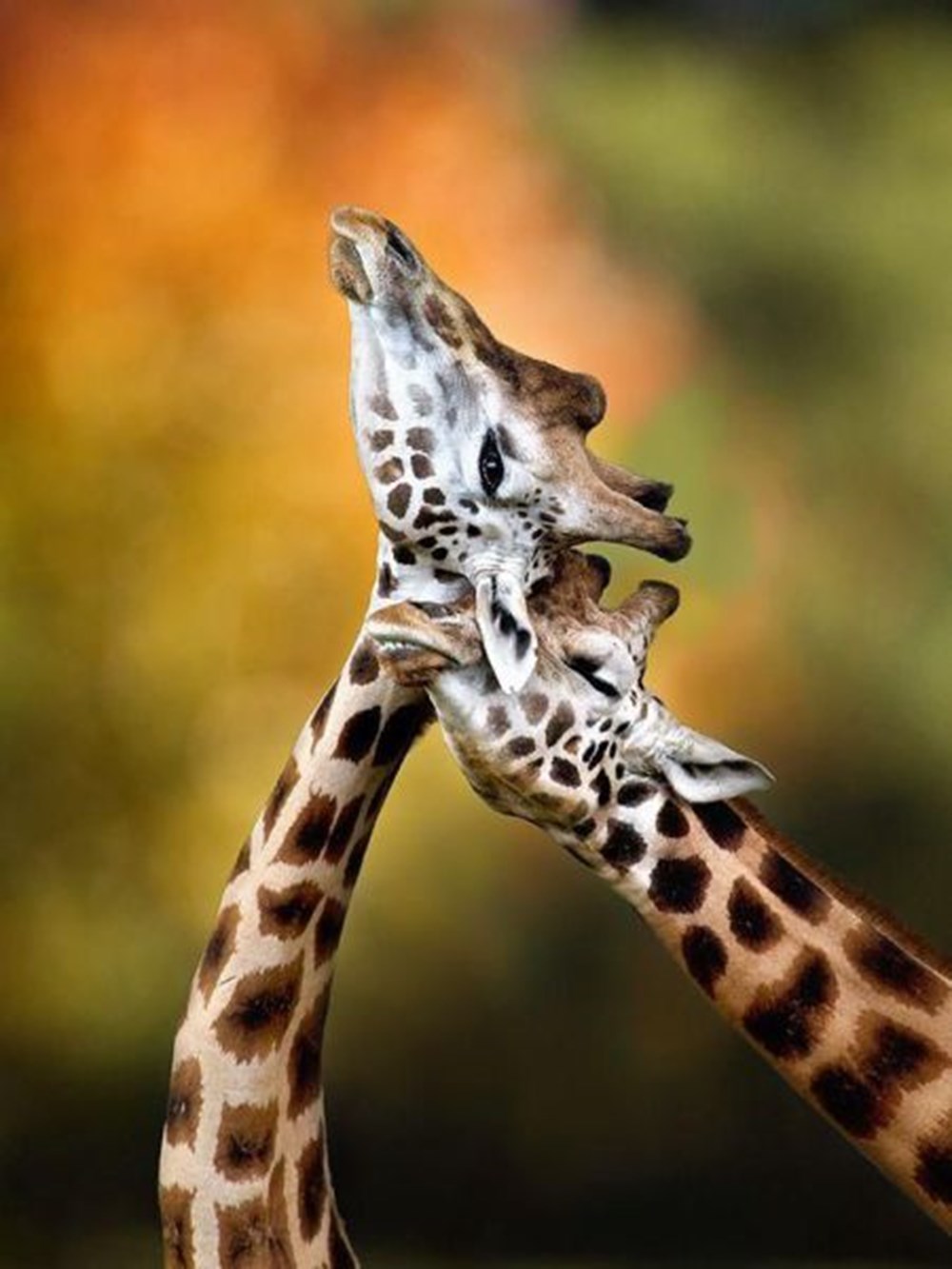 Красивейшие животные планеты. Красивые животные. Жираф. Необычные красивые животные. Жираф в дикой природе.