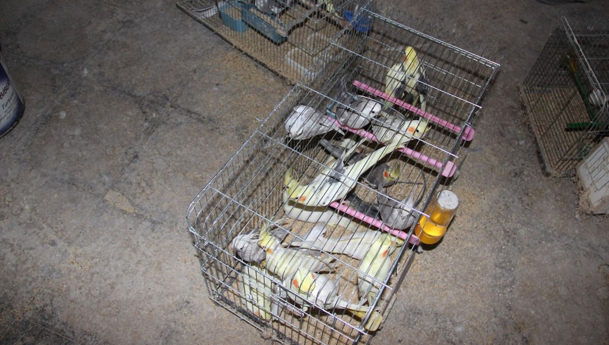 Depoda koruma altındaki 66 kuş ele geçirildi Depoda koruma altındaki 66 kuş ele geçirildi