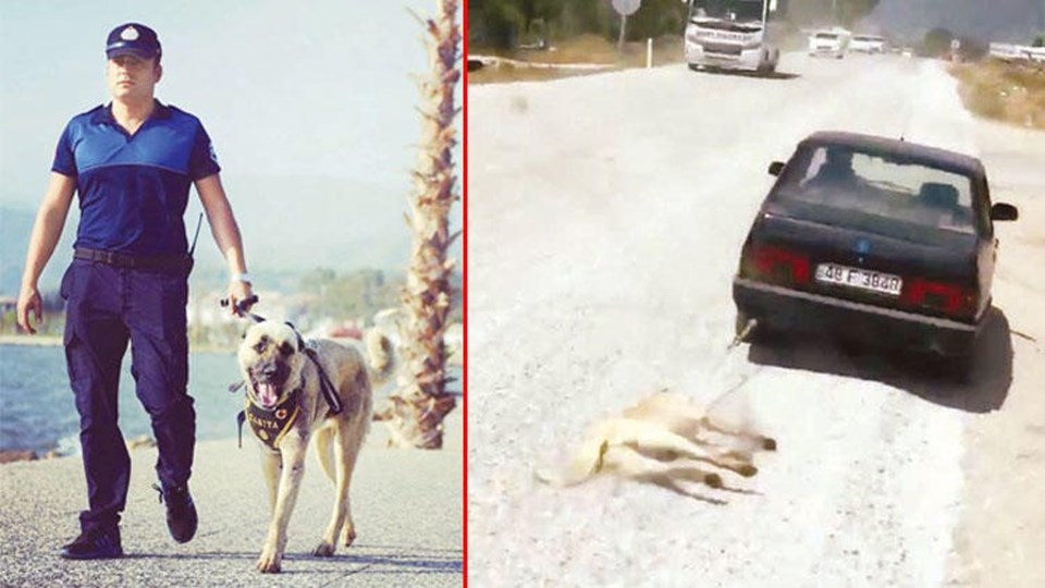 Otomobilin arkasında sürüklenen köpek, Fethiye'de 'turizm zabıtası' oldu - 1