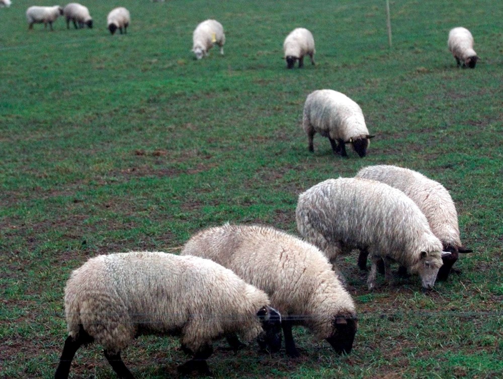 Koyunlar ilk kez İç Anadolu’da beslenmiş: Genetik araştırma evcilleşmenin Aşıklı Höyük’te başladığını ortaya koydu - 2