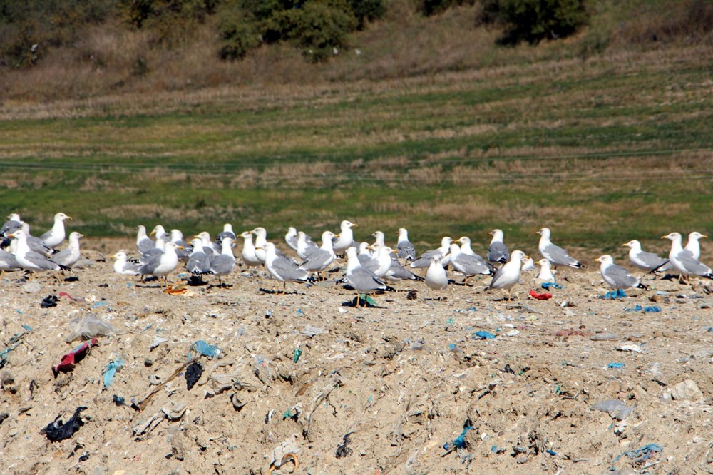 Edirne'de 'katil martı' paniği - 6