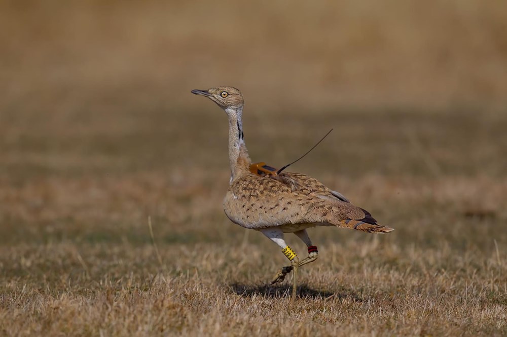 7 yıl sonra Trabzon'da görülen yakalı toy kuşunu avcılar vurdu - 8