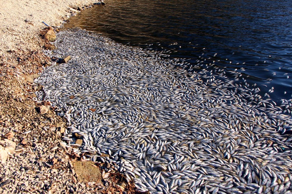 Sünnet Gölü'nde yüzlerce ölü balık kıyıya vurdu - 2