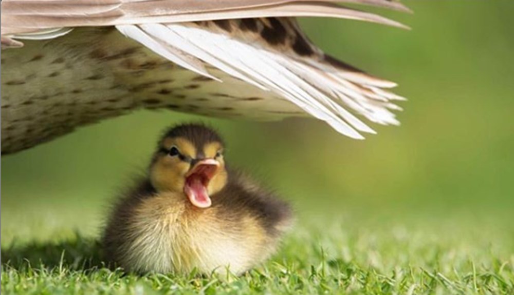 Komik Vah�i Ya�am Foto�raflar� �d�lleri�nden se�me foto�raflar