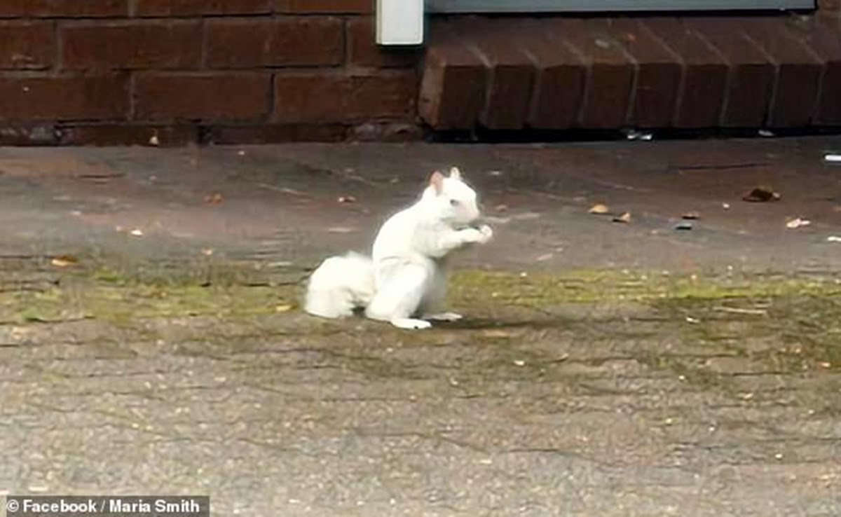 Yüz binde bir görülüyor! Albino sincap sokakta koşarken görüntülendi