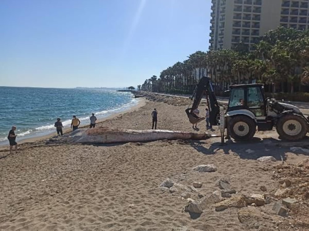 Mersin sahiline 14 metre oluklu beyaz balina vurdu - 10
