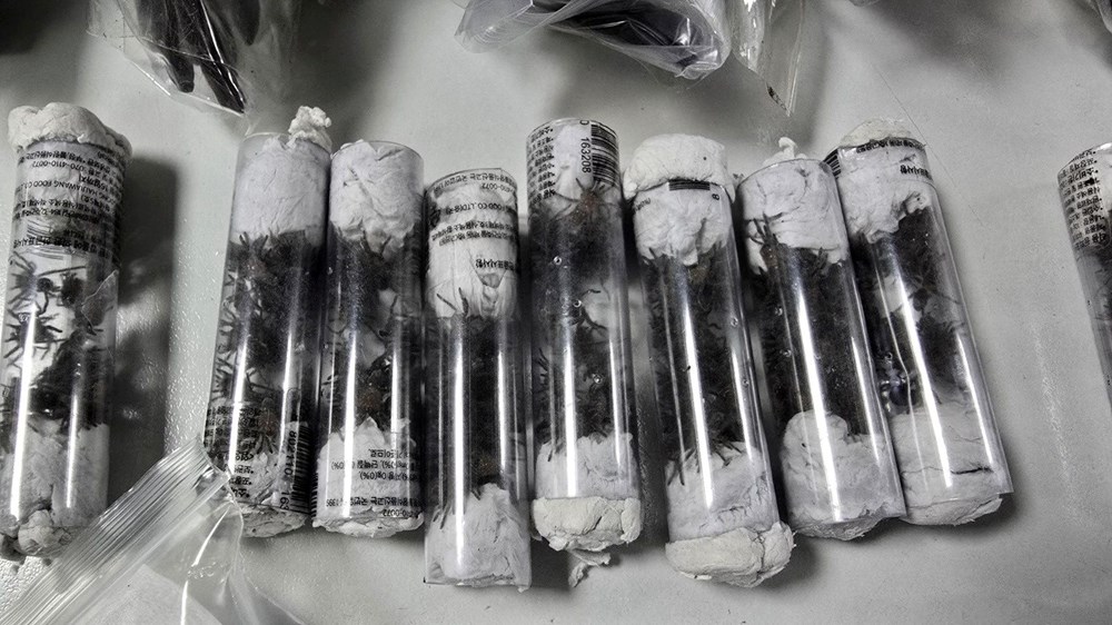 Havalimanında tarantula operasyonu: Üzerinde yüzlerce egzotik hayvanla yakalandı - 2