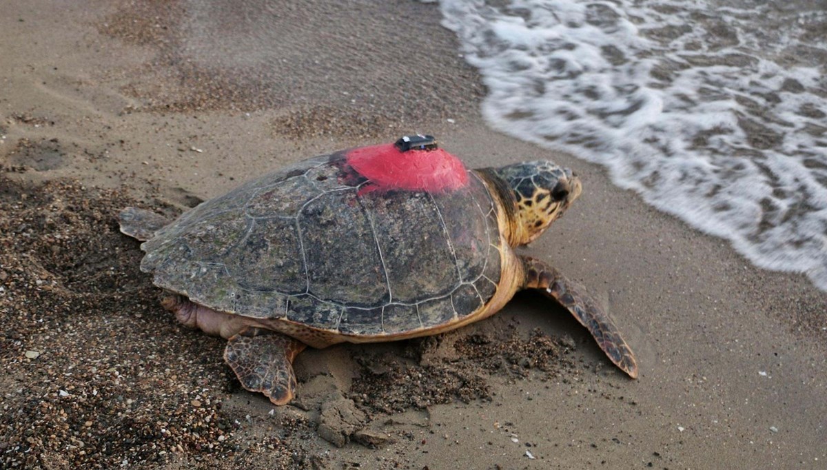 Caretta caretta 