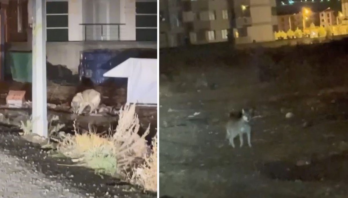 Kars merkezinde kurt sürprizi