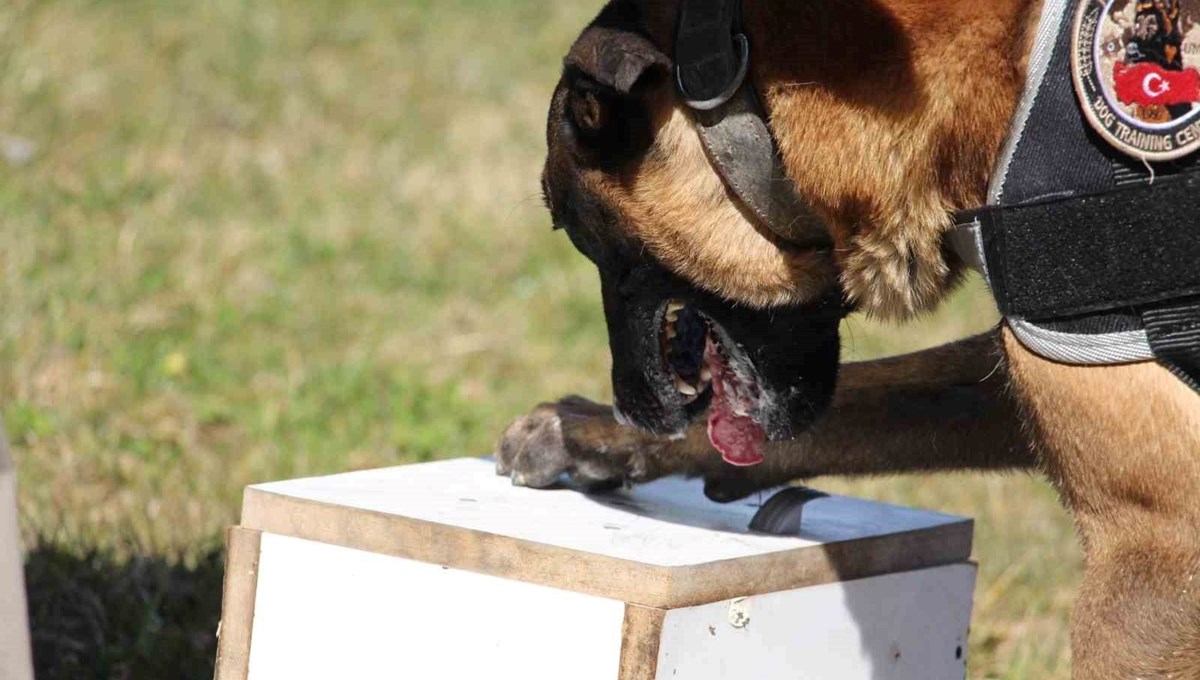 Bolu'daki uyuşturucu operasyonu