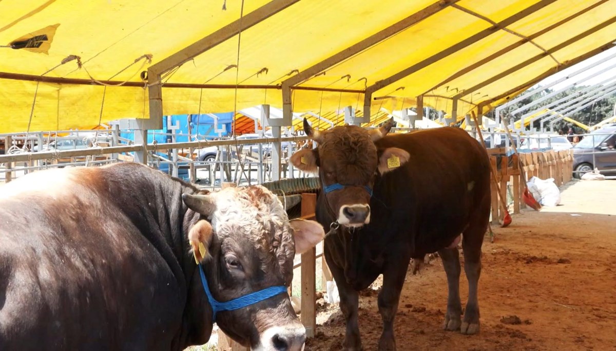 Kurban pazarlarında son gün telaşı