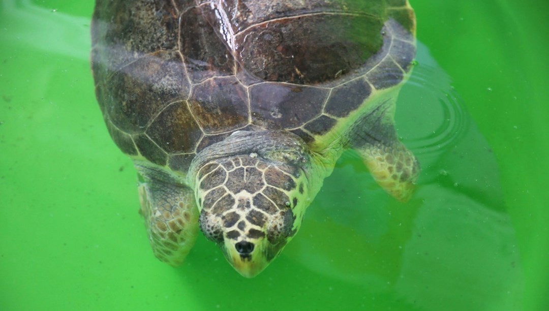 Caretta carettalar küresel ısınmayla mücadele ediyor