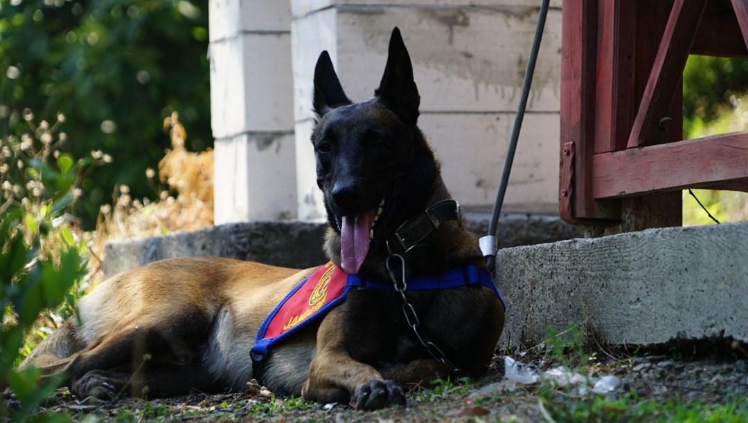 Kadavra köpekleri su altında sekiz ceset buldu NTV