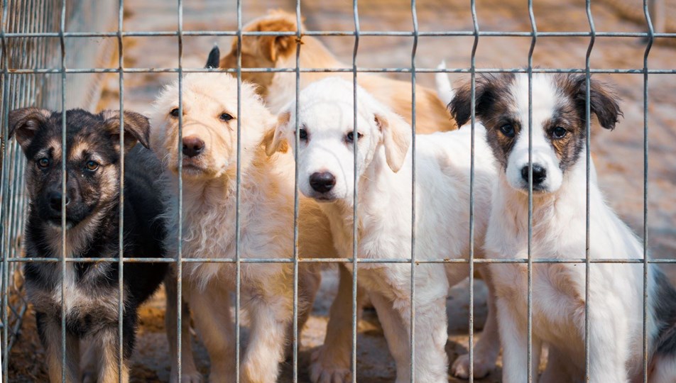 barinakta yavru kopeklerin kuyruklarinin kesilmesine sorusturma ntv