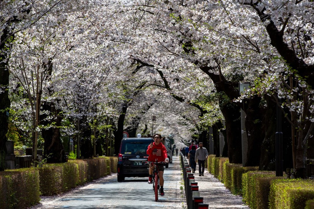 Sakura çiçekleri son bin 200 yıldır bu kadar erken açmadı: İklim değişikliği nedeniyle ekosistemler çökme noktasında - 2