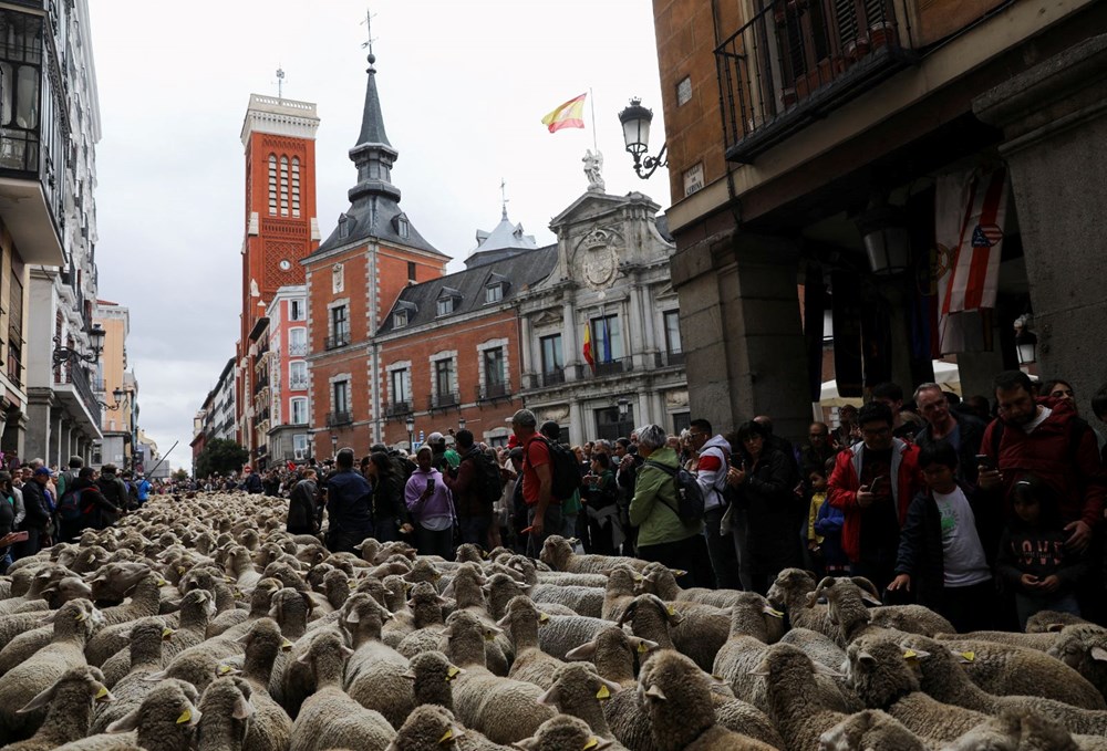 Madrid'de koyunlar şehre indi - 7
