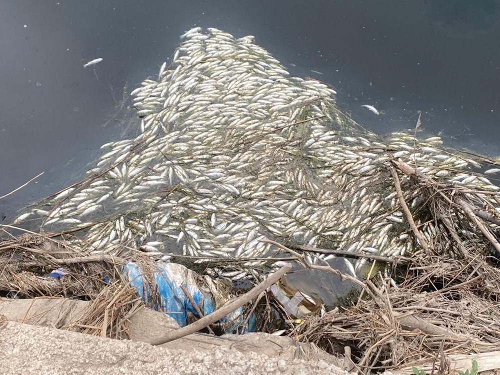 Dicle Nehri'nde tedirgin eden görüntü: Binlerce balık telef oldu - 5