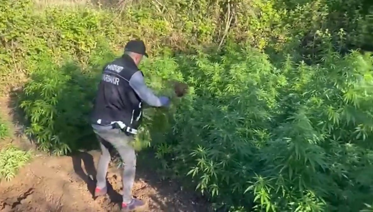 Diyarbakır'da 30 bin kök kenevir ele geçirildi