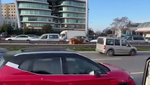 Sahibinden kaçıp trafiği alt üst etti