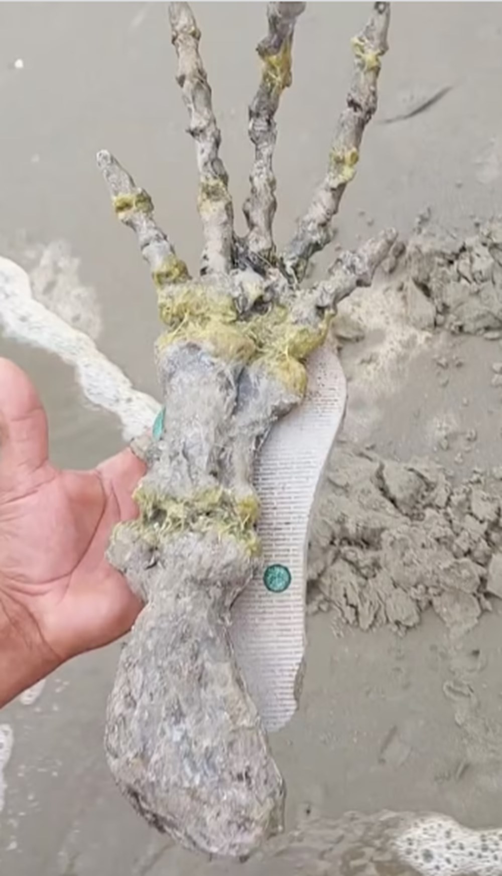 Sahile vuran devasa el iskeleti paniğe yol açtı: Uzaylılara mı ait? - 7