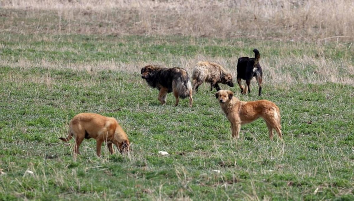 Muğla'da sahipsiz köpekler çocuğa saldırdı