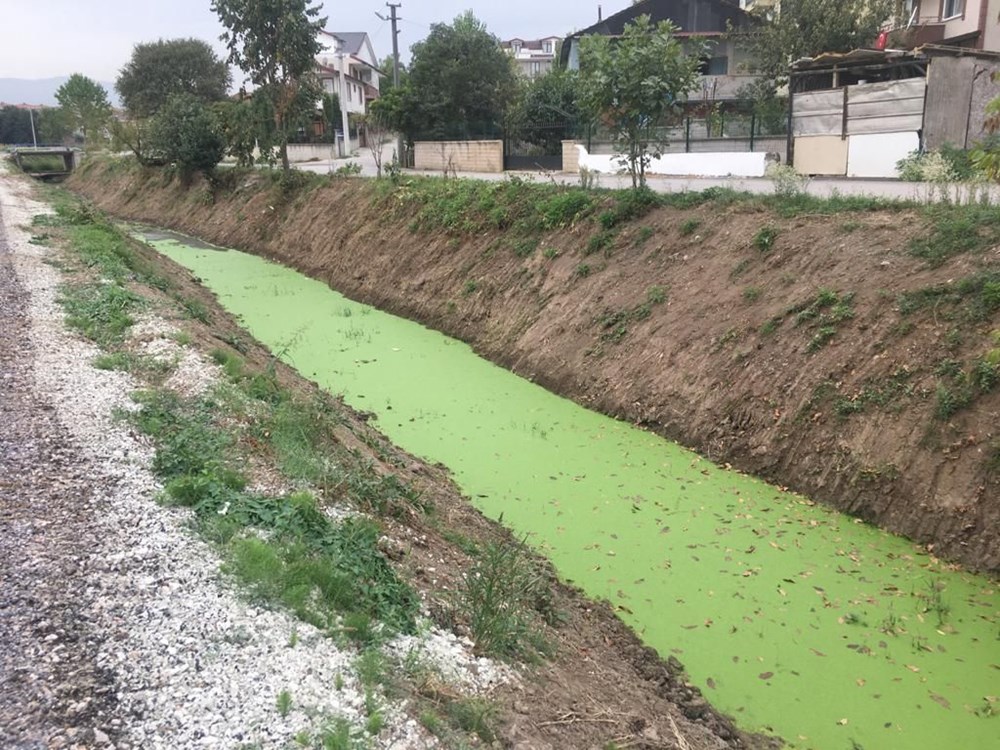 Kocaeli'deki derenin rengi yeşile döndü: 'İlk defa böyle bir şey görüyorum' - 7