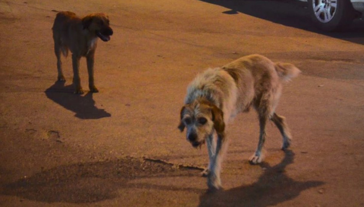 Kütahya'da sahipsiz köpek saldırısı: 4 yaralı