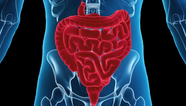 “Bağırsak mikrobiyotası ikinci beynimiz”