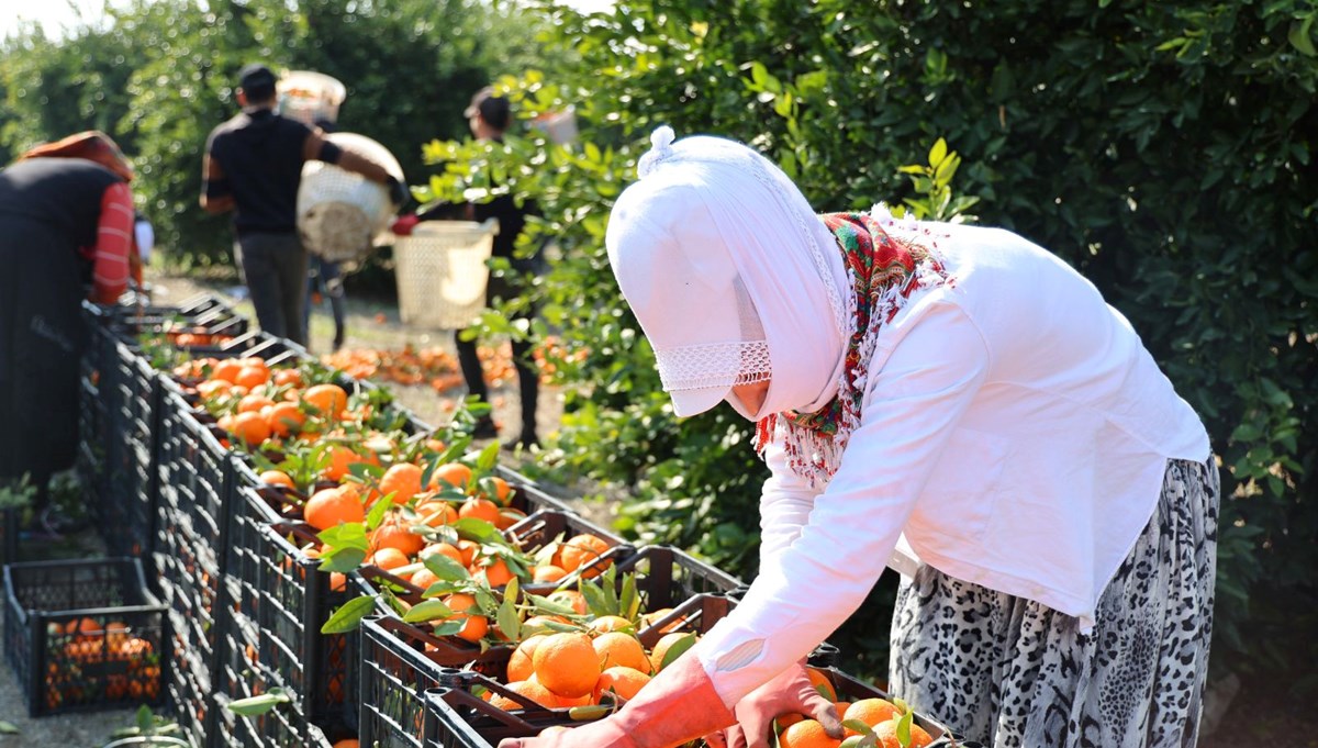 Havalar soğuyunca hasadı hızlandı: Bahçede kilosu 14 liradan başlıyor