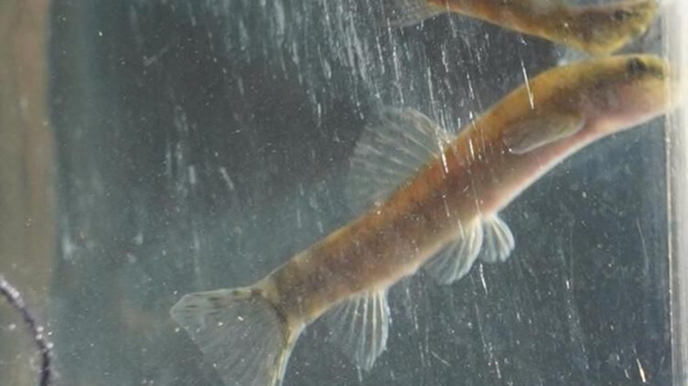 Paraschistura chrysicristinae