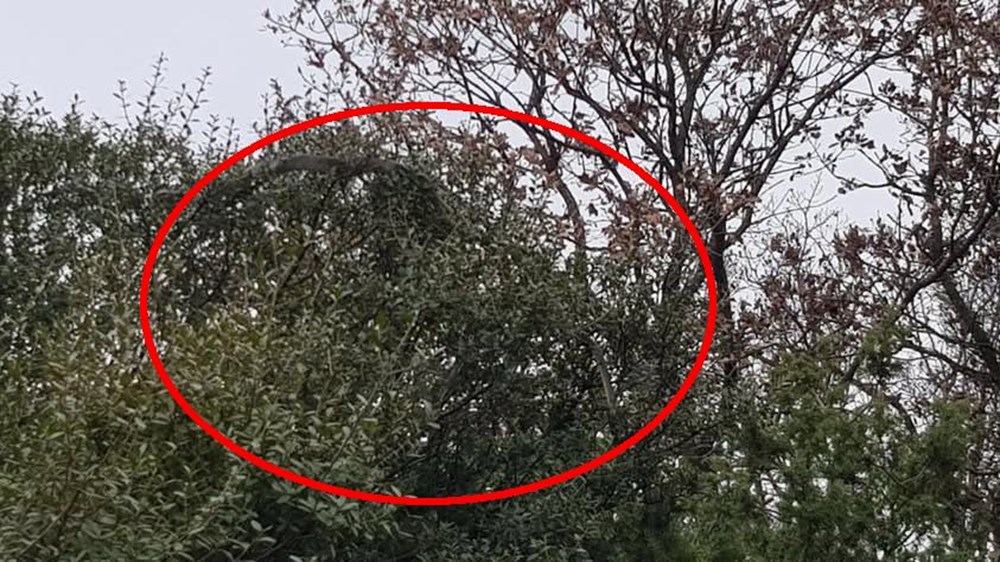 Çanakkale'de Yılan Alarmı: "Daha Önce Böylesi Görülmedi!" 72 EB UjvLyxUe E2rV2IiqEg