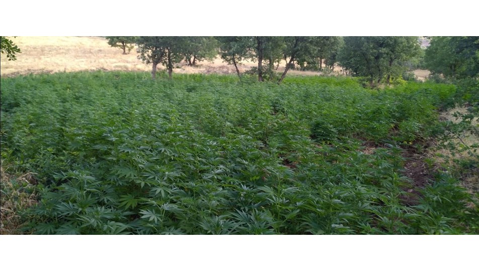 Diyarbakır’da 5 milyon 430 bin kök kenevir ele geçirildi