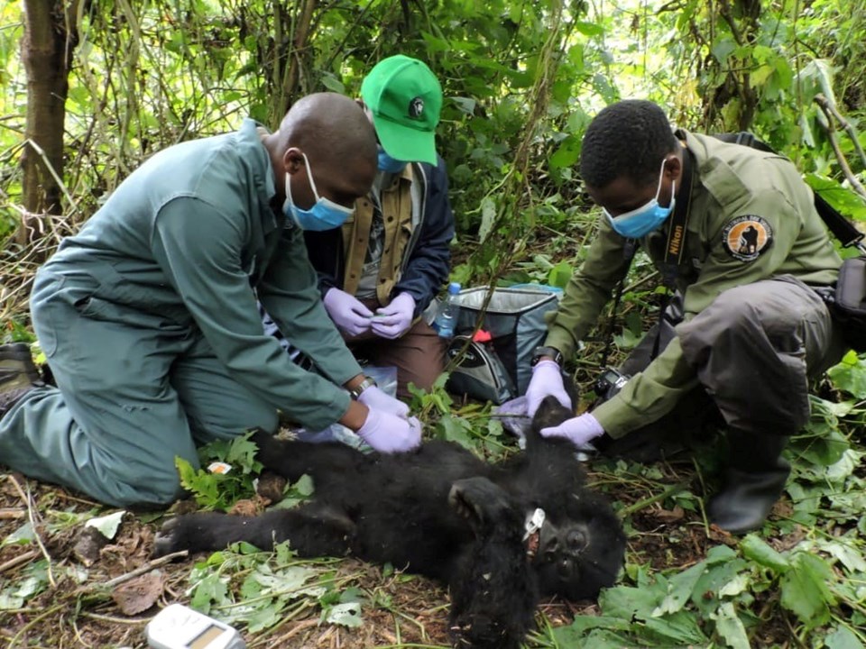 Kongo Demokratik Cumhuriyeti’nde gorillere Covid-19 testi - 1