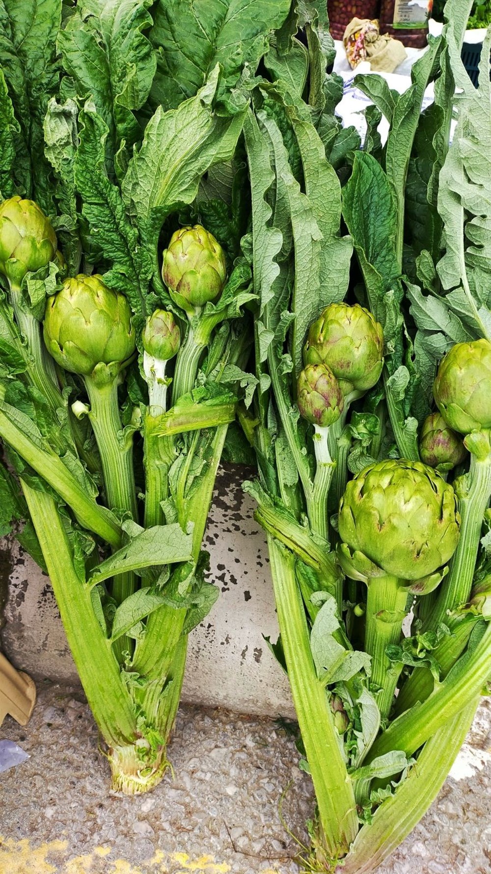 Dönem açıldı, tezgahta yerini aldı: Tanesi 70 TL, hem sağlıklı hem de lezzetli 76 EFJceMovj0SCjGquZWffVA