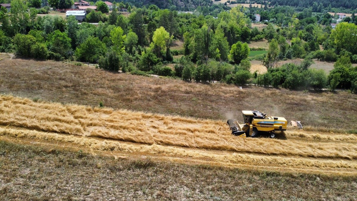 Kabulca ve kaplıca ismiyle biliniyor! 12 bin yıllık geçmişi var, Türkiye'nin dört bir yanına gönderiliyor