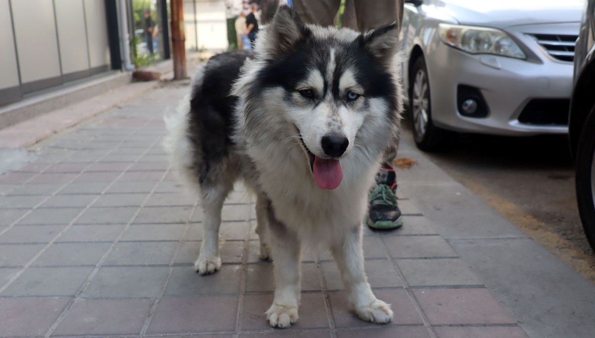 İstanbul'da kaybolan köpek Edirne'de bulundu