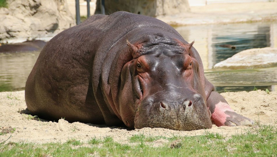 Kongo'da 50 su aygırı şarbondan zehirlendi