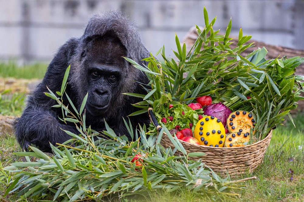 Dünyanın en yaşlı gorili: Fatou, 68'inci yaşını kutladı - 1
