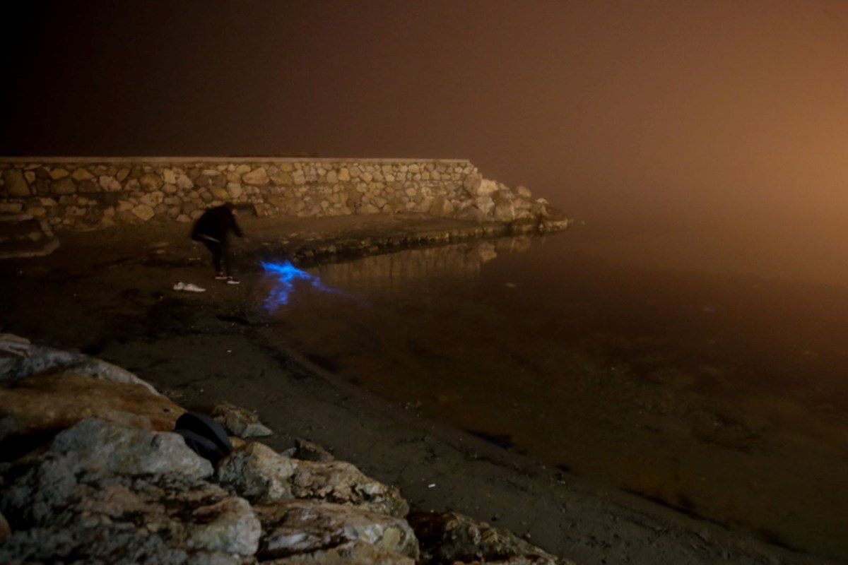Bursa kıyılarında plankton patlaması: Deniz suyu renk değiştirdi