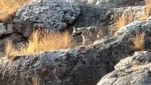 Nesli tükenmek üzere: Adıyaman'da görüldü