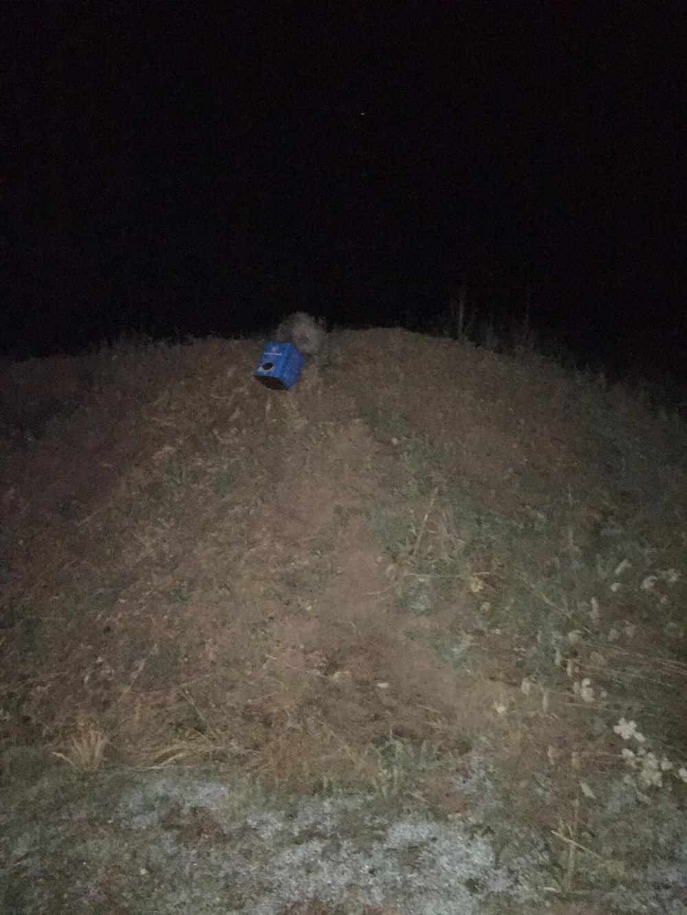 Ağrı'da ayı kurtarma operasyonu - 3