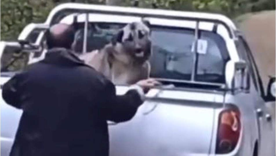 Kamyonette köpeğe halatla şiddet