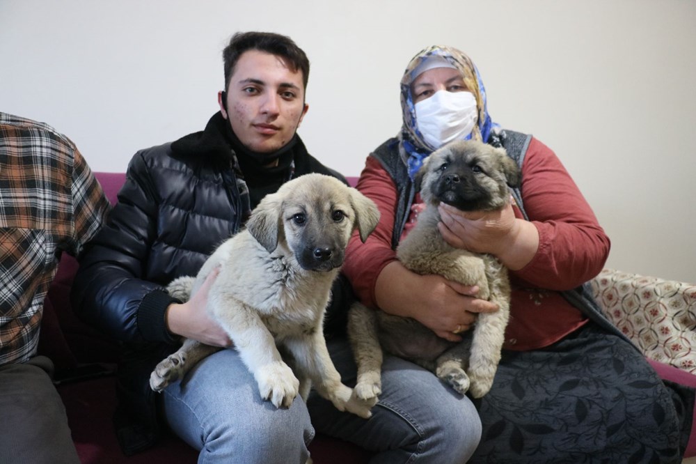 Sivas�ta 2 yavru köpeği donmak üzereyken buldular NTV