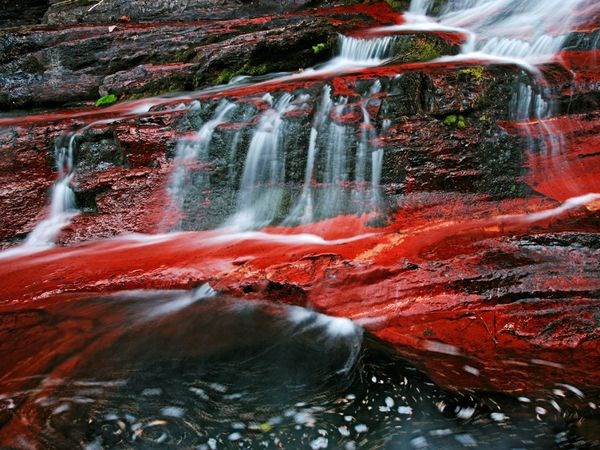Яркое Красное Фото