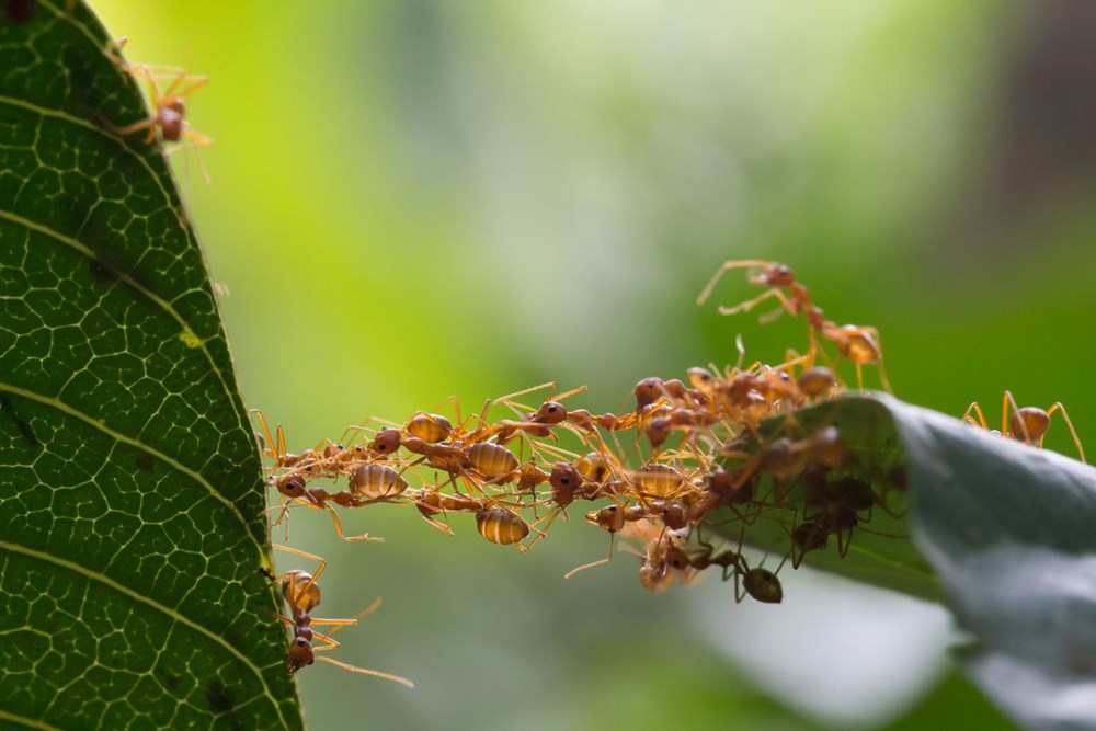 Bilim insanları açıkladı: Dünyada kaç tane karınca var? - 4